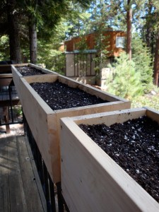 grow little seeds! grow! dsc00537