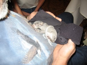 as close as this little guy will get to an eagle, alive