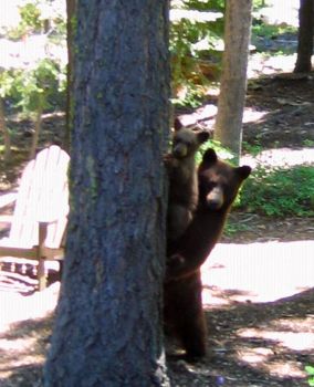tree climbing practice, as viewed from Skaff's plein air working space