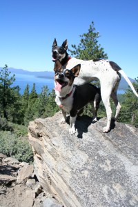 happiness is a warm pup