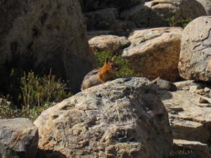 our camp chipmunk, who ate 1.5 broccoli stems