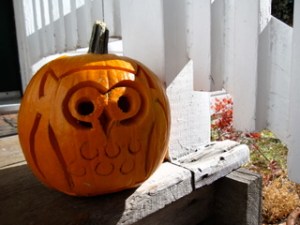 owlette at 1 hour old