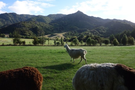 llamas-marahau-abel-tasman